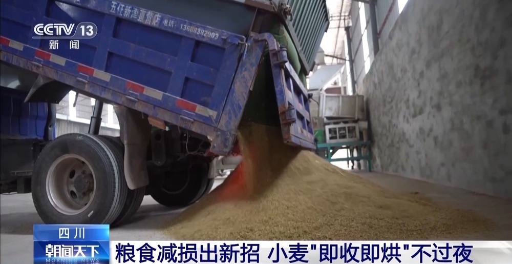 粮食减损出新招 小麦“即收即烘”不过夜 粮食减损出新招 小麦“即收即烘”不过夜