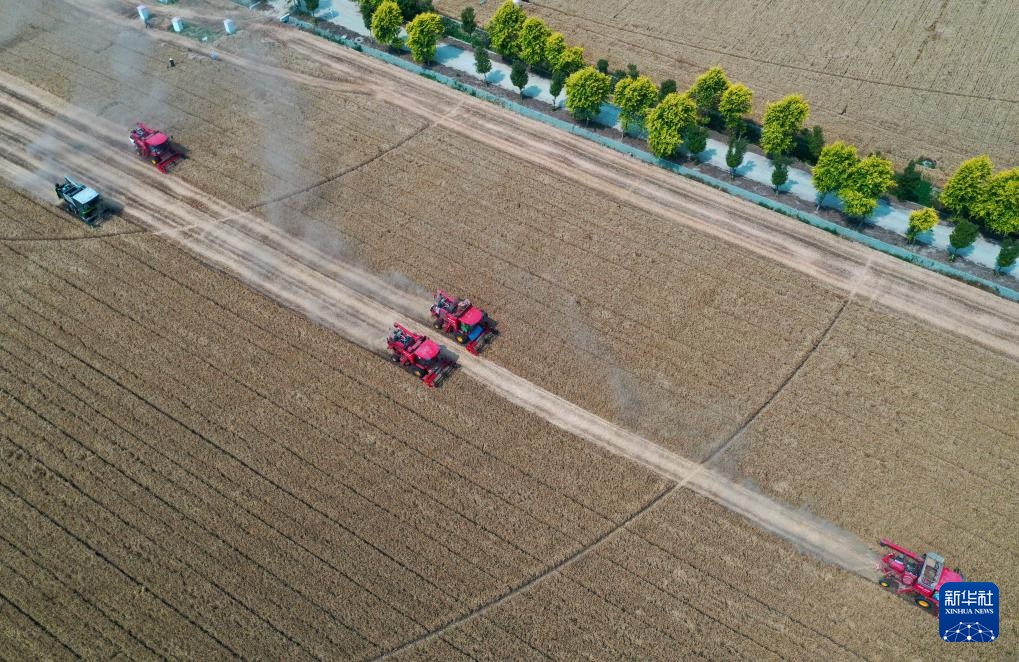 麦田机收大“比武” 减损节粮助增收
