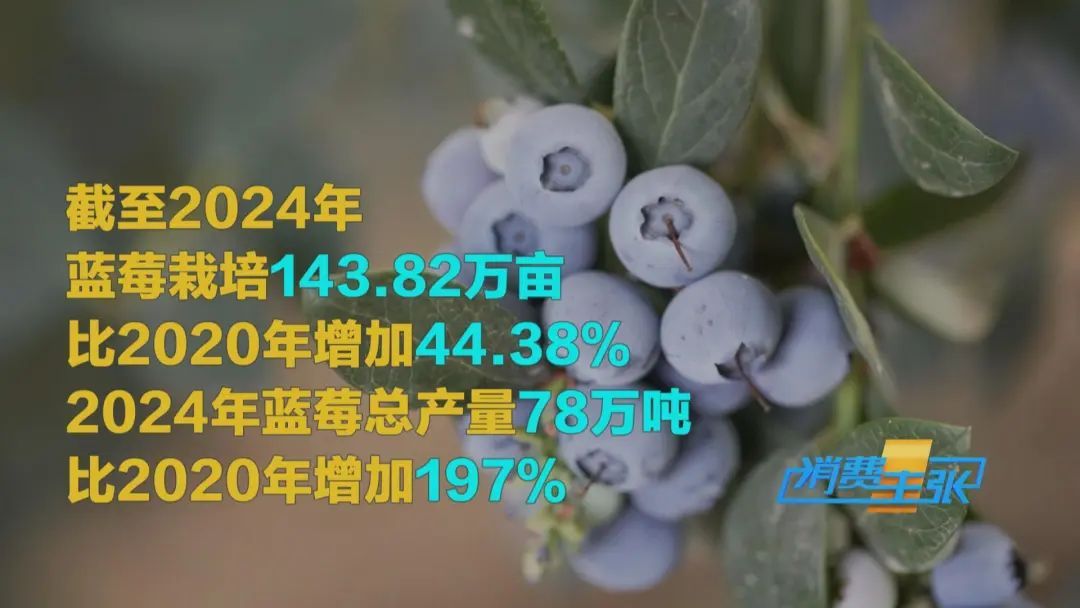 大量国产榴莲即将上市,价格大跳水! 大量国产榴莲即将上市,价格大跳水!