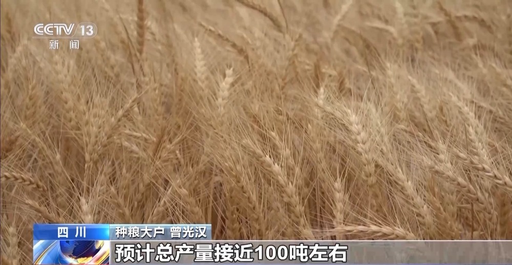 粮食减损出新招 小麦“即收即烘”不过夜 粮食减损出新招 小麦“即收即烘”不过夜