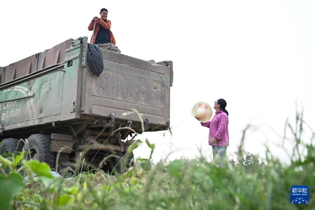 江苏盱眙:种粮大户喜获丰收 江苏盱眙:种粮大户喜获丰收