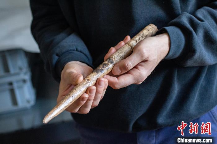 人类最早何时会用鲸骨制作工具？国际最新研究发现2万年前证据