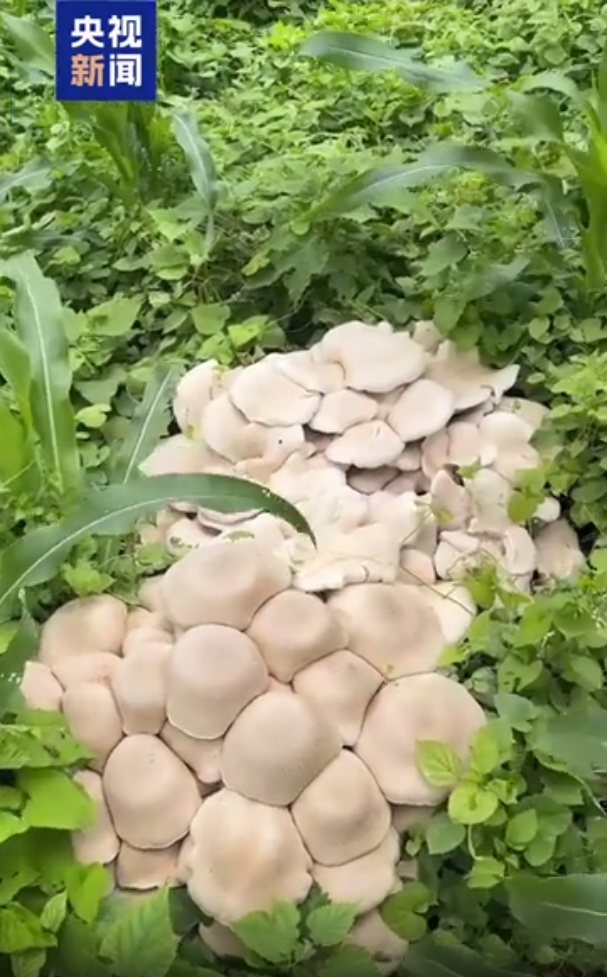 广西贺州发现数丛巨型蘑菇，大的要四个人才能抬起，医生回应：不建议食用