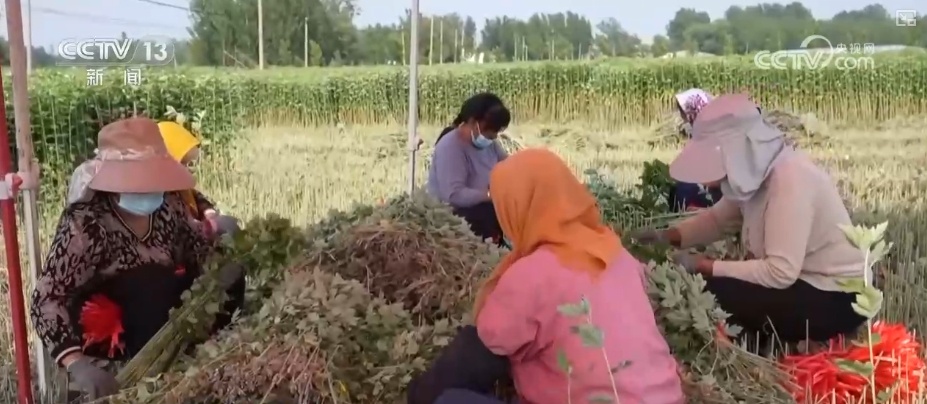 端午周边产品产销旺 传统节日新鲜创意撬动经济发展新“引擎”