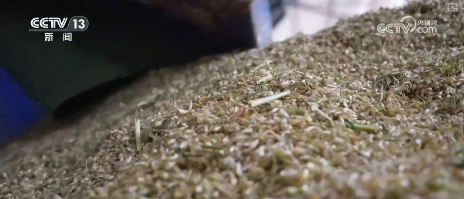 粮食减损过硬“新招”让颗粒归仓有保障 科技赋能夯实粮食安全 粮食减损过硬“新招”让颗粒归仓有保障 科技赋能夯实粮食安全