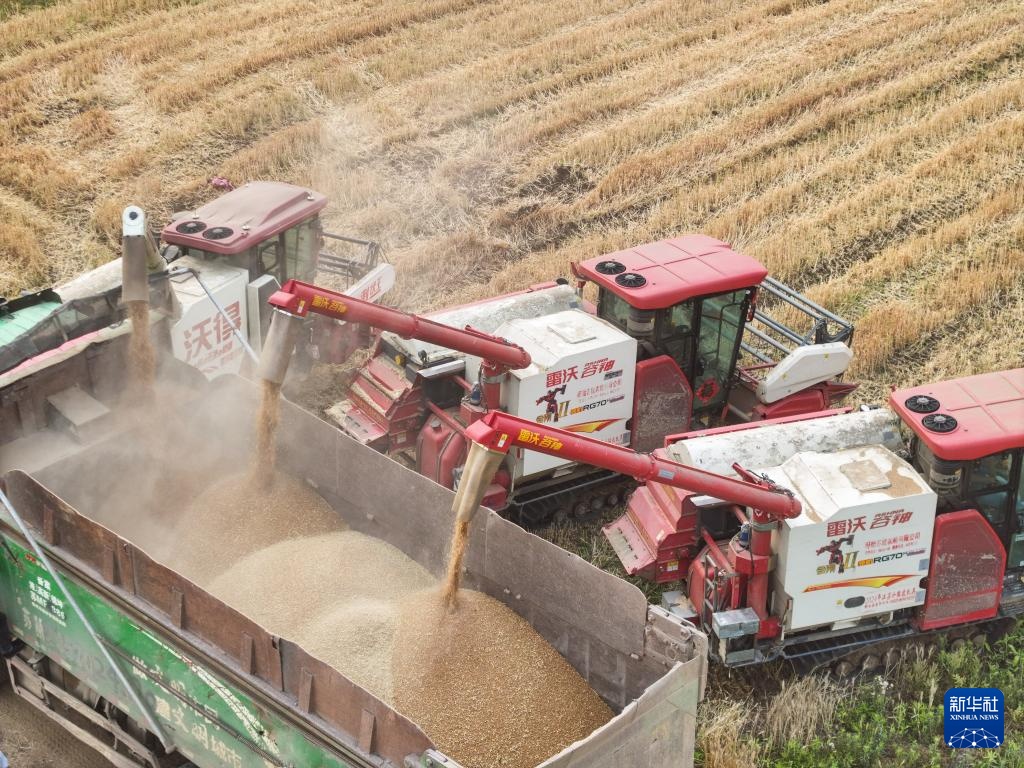 江苏盱眙:种粮大户喜获丰收 江苏盱眙:种粮大户喜获丰收