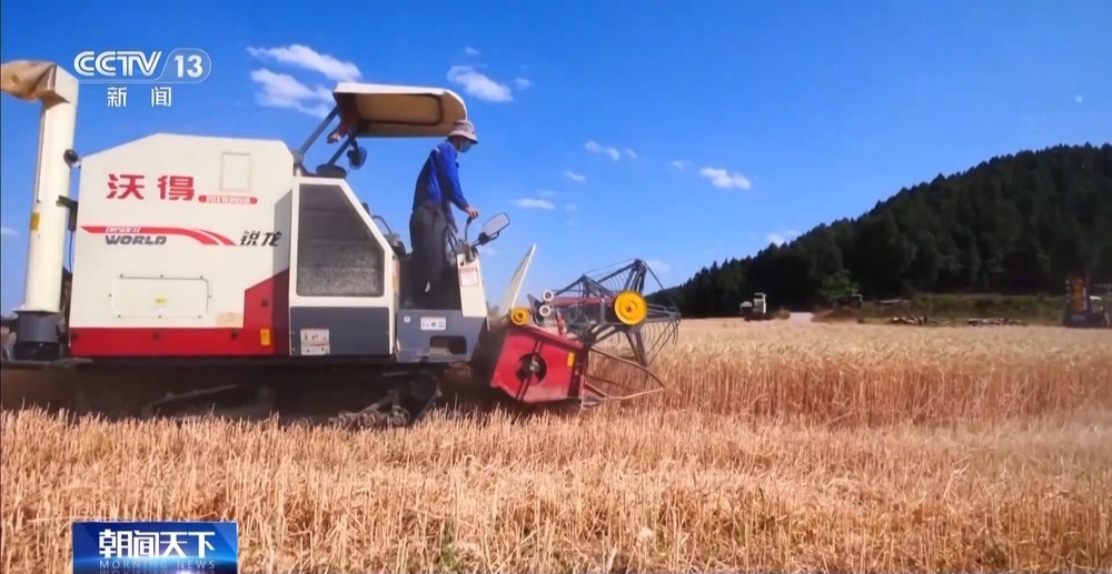 粮食减损出新招 小麦“即收即烘”不过夜 粮食减损出新招 小麦“即收即烘”不过夜