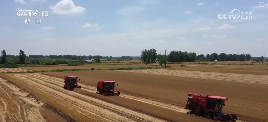 小麦几成熟收最好?科普“三夏”新知 小麦几成熟收最好?科普“三夏”新知