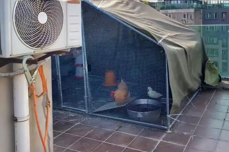 打开16楼电梯门直接傻眼!上海这个文艺感爆棚的市集上空竟藏着这么多……垃圾 打开16楼电梯门直接傻眼!上海这个文艺感爆棚的市集上空竟藏着这么多……垃圾