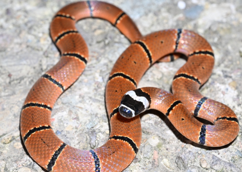 剧毒“美貌杀手”！15年后再次现身安徽