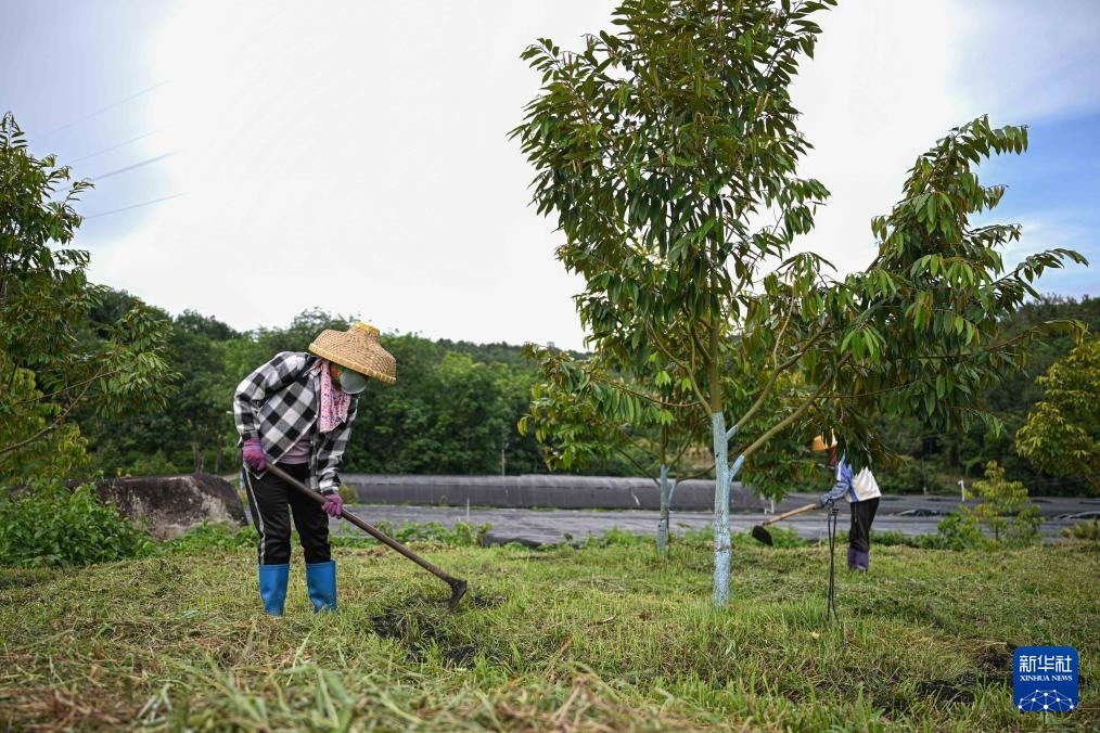 海南保亭榴莲种植产业蓬勃发展