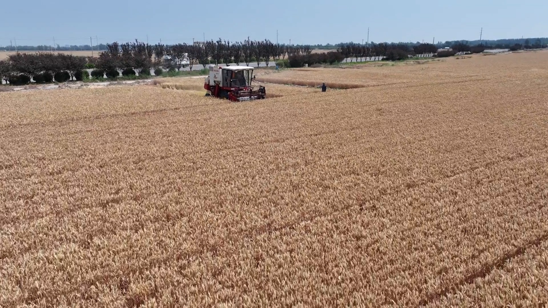 山东菏泽:小麦开镰收割 夏粮丰产丰收 山东菏泽:小麦开镰收割 夏粮丰产丰收