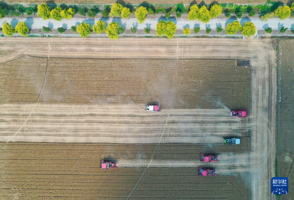 麦田机收大“比武” 减损节粮助增收