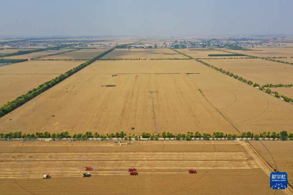 麦田机收大“比武” 减损节粮助增收