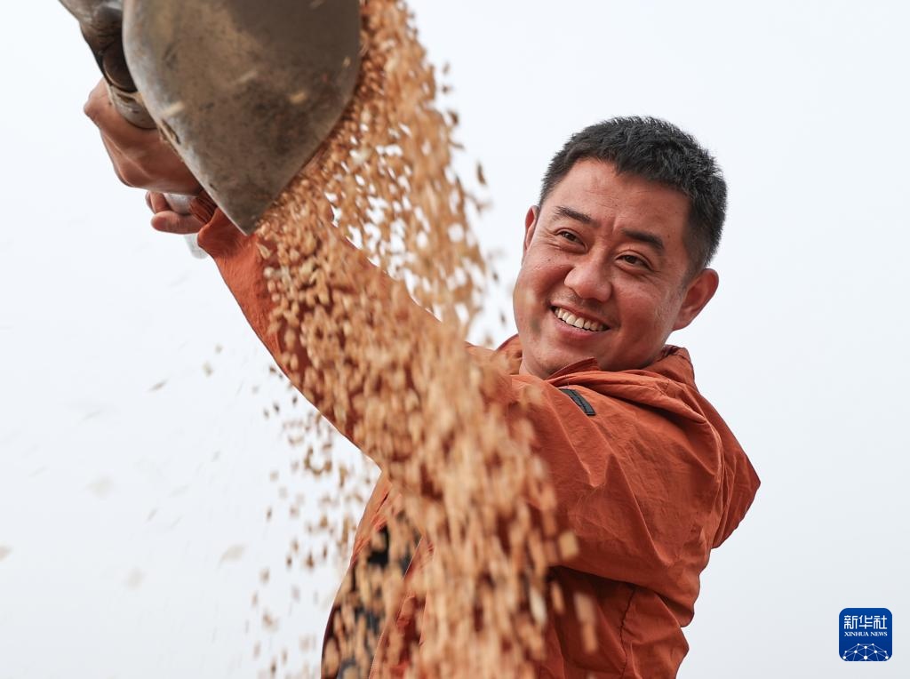 江苏盱眙:种粮大户喜获丰收 江苏盱眙:种粮大户喜获丰收