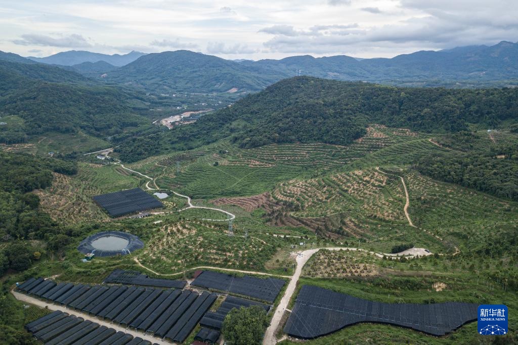 海南保亭榴莲种植产业蓬勃发展