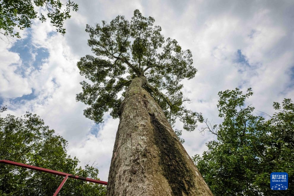 海南保亭榴莲种植产业蓬勃发展