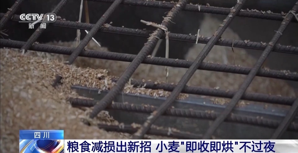 粮食减损出新招 小麦“即收即烘”不过夜 粮食减损出新招 小麦“即收即烘”不过夜