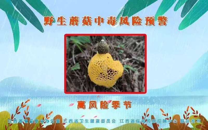 雨后大量出现!不要捡,不要吃! 雨后大量出现!不要捡,不要吃!