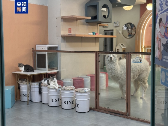 卡皮巴拉、羊驼入驻商场、写字楼 究竟暗藏哪些隐患? 卡皮巴拉、羊驼入驻商场、写字楼 究竟暗藏哪些隐患?