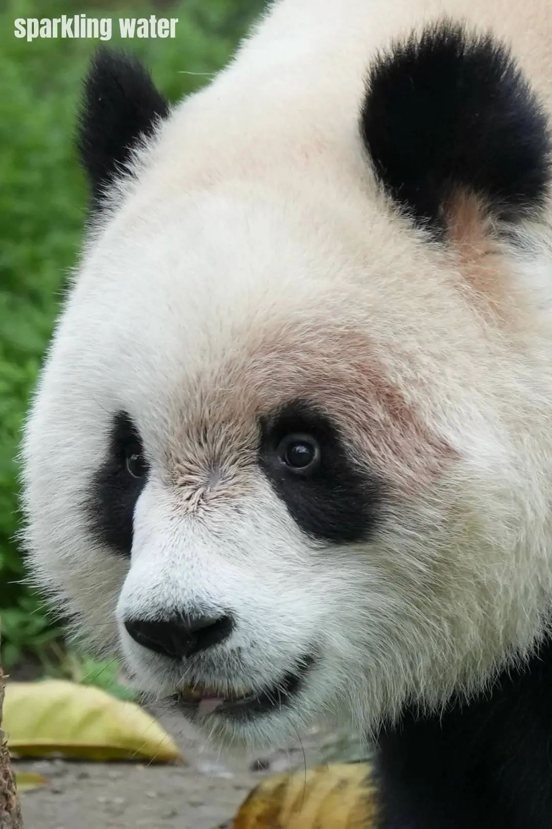 大熊猫“渝爱”反复出现脱毛，已转移至非展示区静养治疗