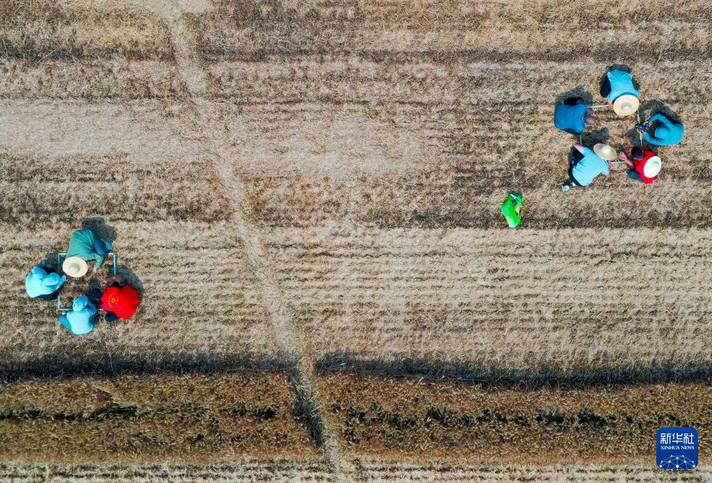 麦田机收大“比武” 减损节粮助增收