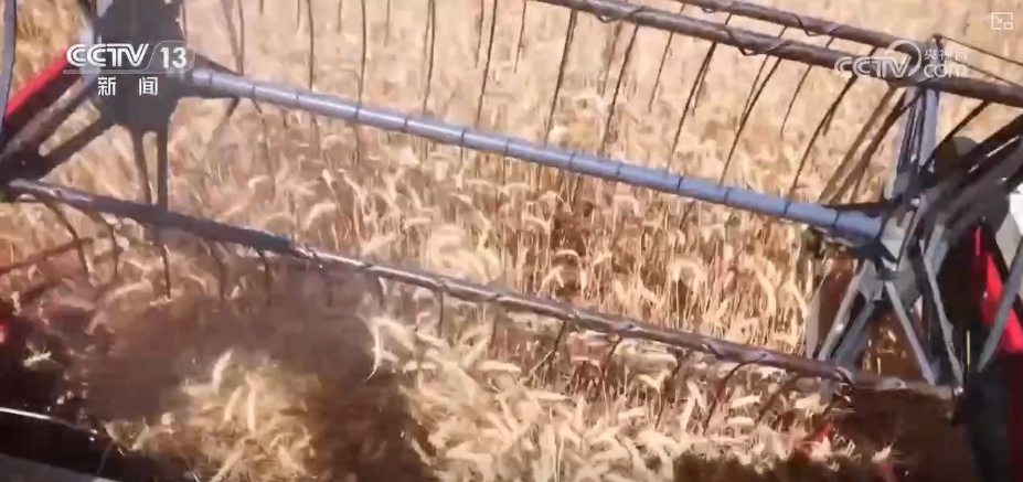 粮食减损过硬“新招”让颗粒归仓有保障 科技赋能夯实粮食安全 粮食减损过硬“新招”让颗粒归仓有保障 科技赋能夯实粮食安全