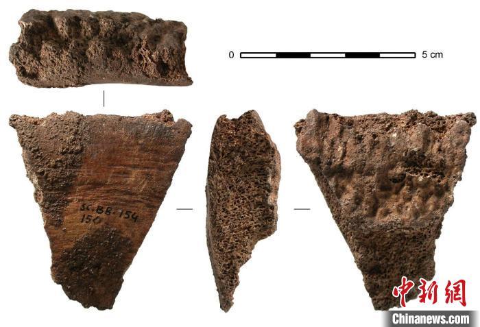 人类最早何时会用鲸骨制作工具？国际最新研究发现2万年前证据