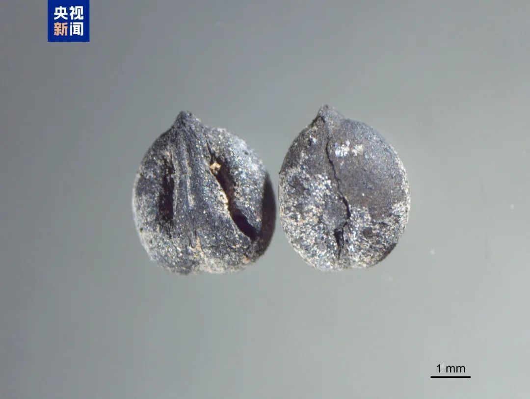 考古成果上新!中国龙再添新形象 考古成果上新!中国龙再添新形象