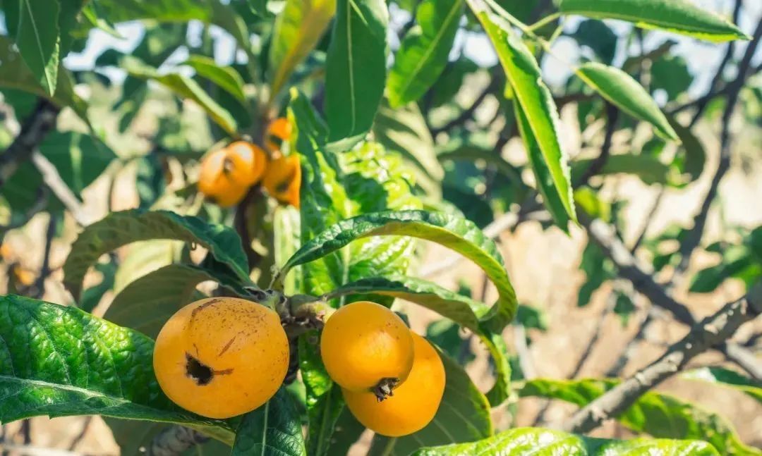 正大量上市！浙江有人吃它进了ICU，医生提醒：老人小孩尤其要当心……