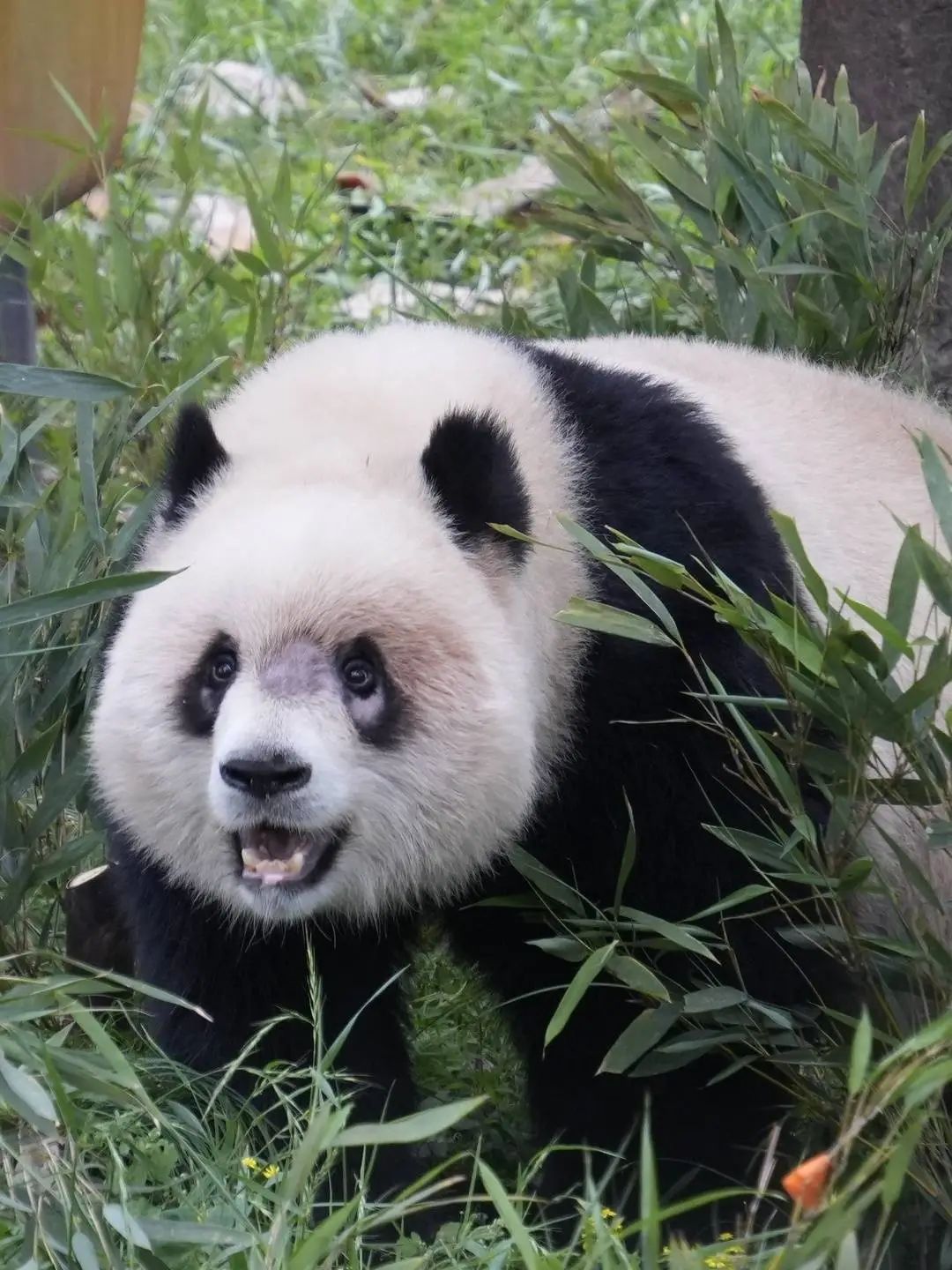 大熊猫“渝爱”反复出现脱毛，已转移至非展示区静养治疗