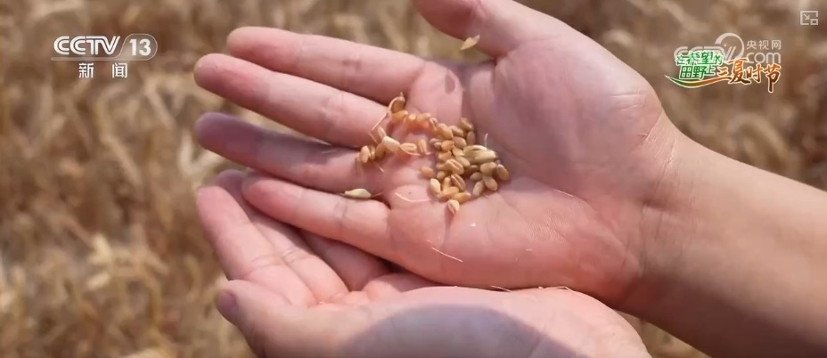 小麦几成熟收最好?科普“三夏”新知 小麦几成熟收最好?科普“三夏”新知