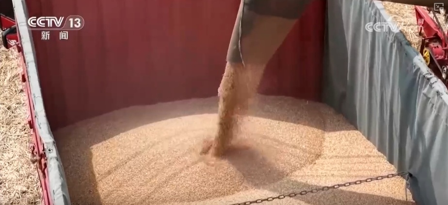 小麦几成熟收最好?科普“三夏”新知 小麦几成熟收最好?科普“三夏”新知