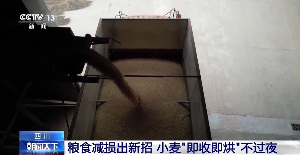 粮食减损出新招 小麦“即收即烘”不过夜 粮食减损出新招 小麦“即收即烘”不过夜