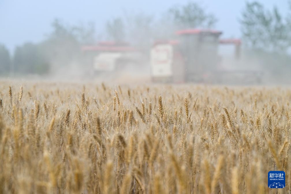 江苏盱眙:种粮大户喜获丰收 江苏盱眙:种粮大户喜获丰收