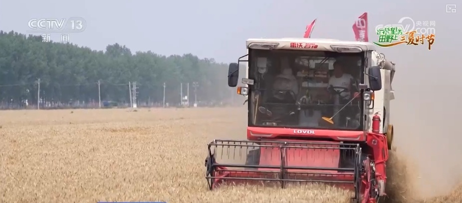 小麦几成熟收最好?科普“三夏”新知 小麦几成熟收最好?科普“三夏”新知