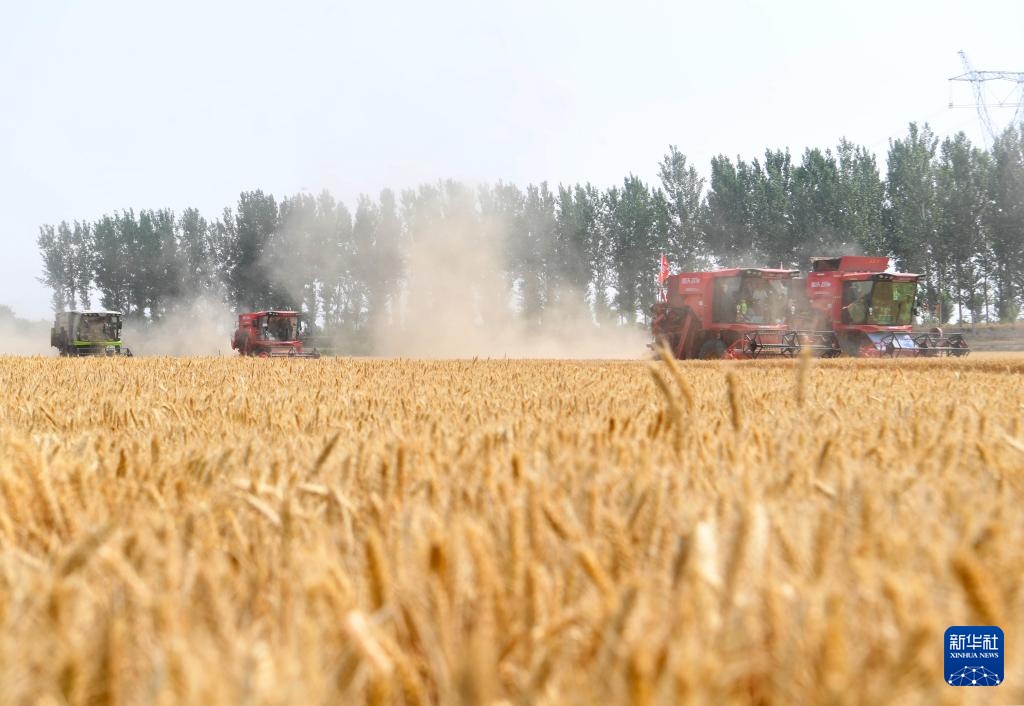 麦田机收大“比武” 减损节粮助增收