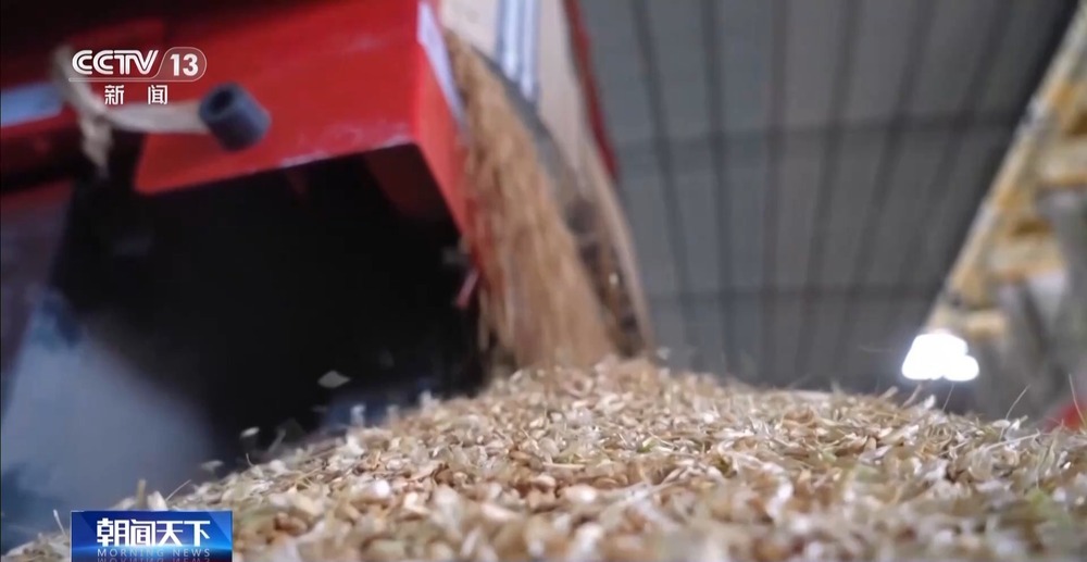 粮食减损出新招 小麦“即收即烘”不过夜 粮食减损出新招 小麦“即收即烘”不过夜