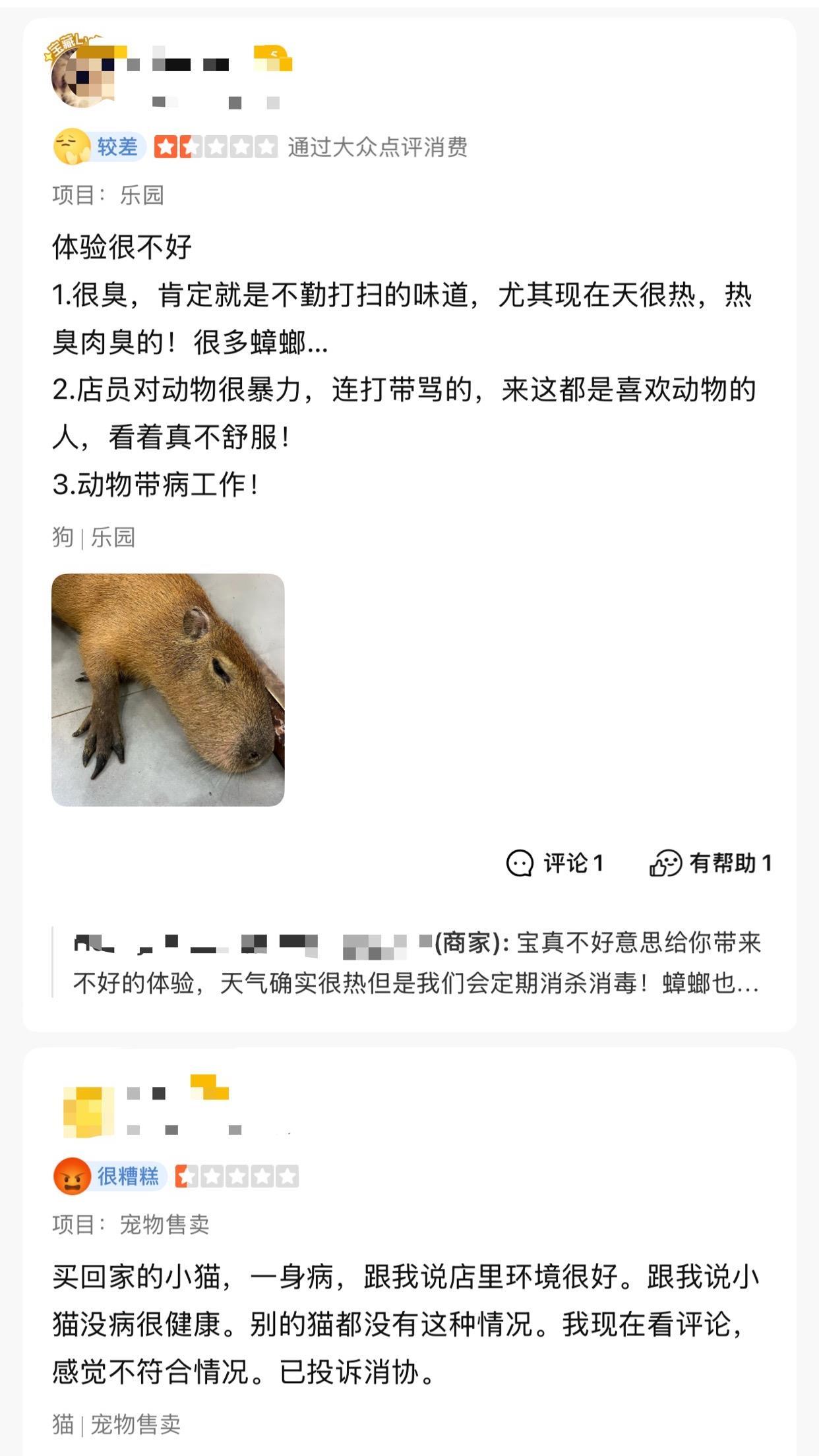 卡皮巴拉、羊驼入驻商场、写字楼 究竟暗藏哪些隐患? 卡皮巴拉、羊驼入驻商场、写字楼 究竟暗藏哪些隐患?