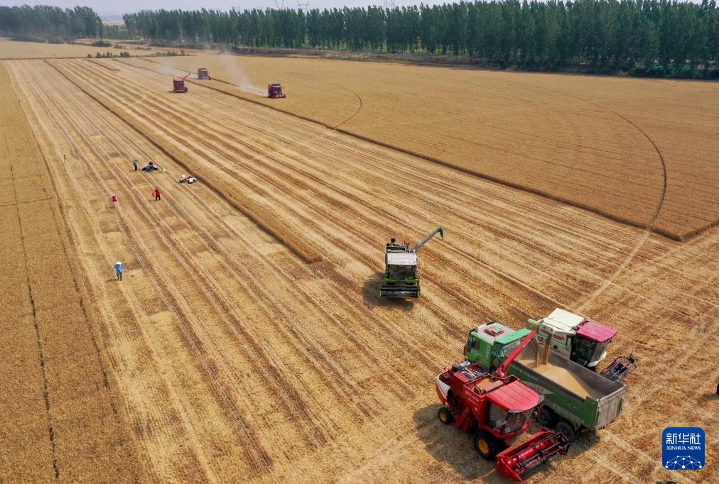 麦田机收大“比武” 减损节粮助增收