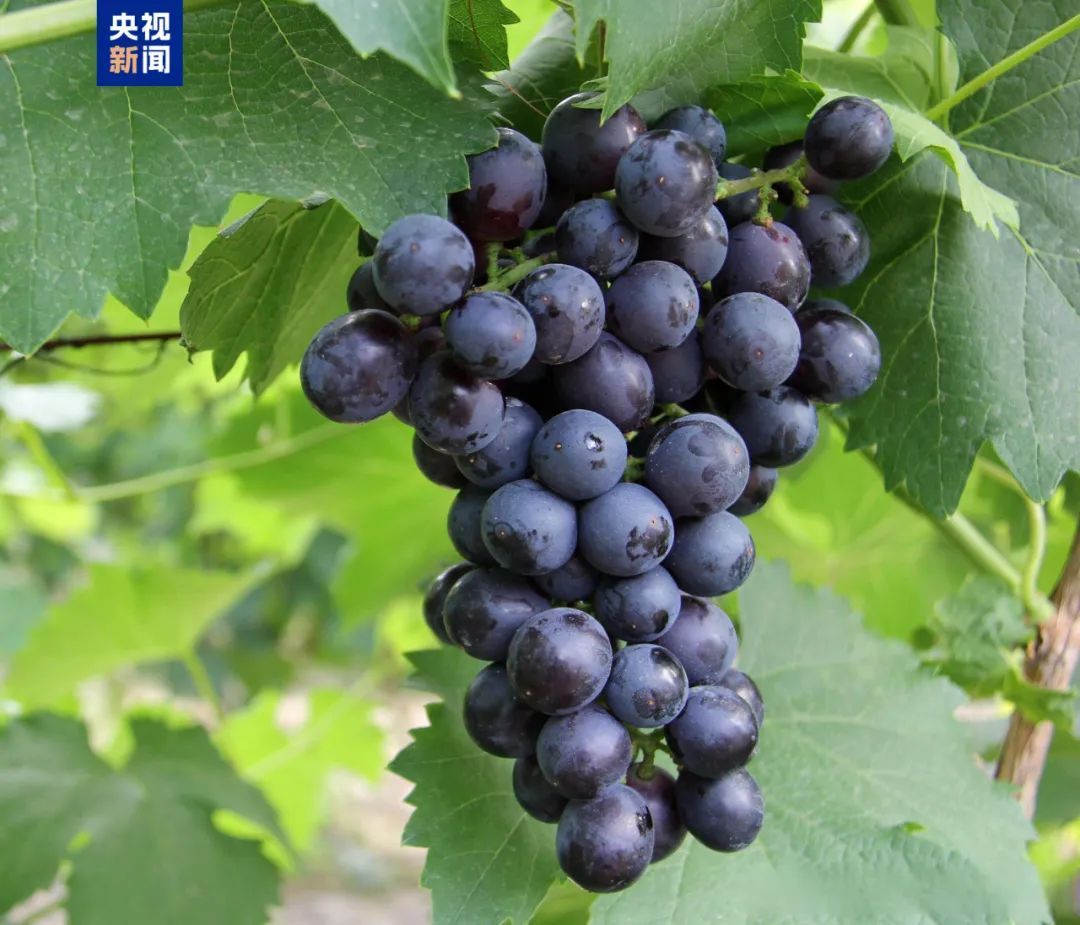 考古成果上新!中国龙再添新形象 考古成果上新!中国龙再添新形象