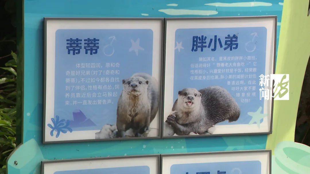 注意！上海这里“嘤嘤怪”出没！你见过没？！