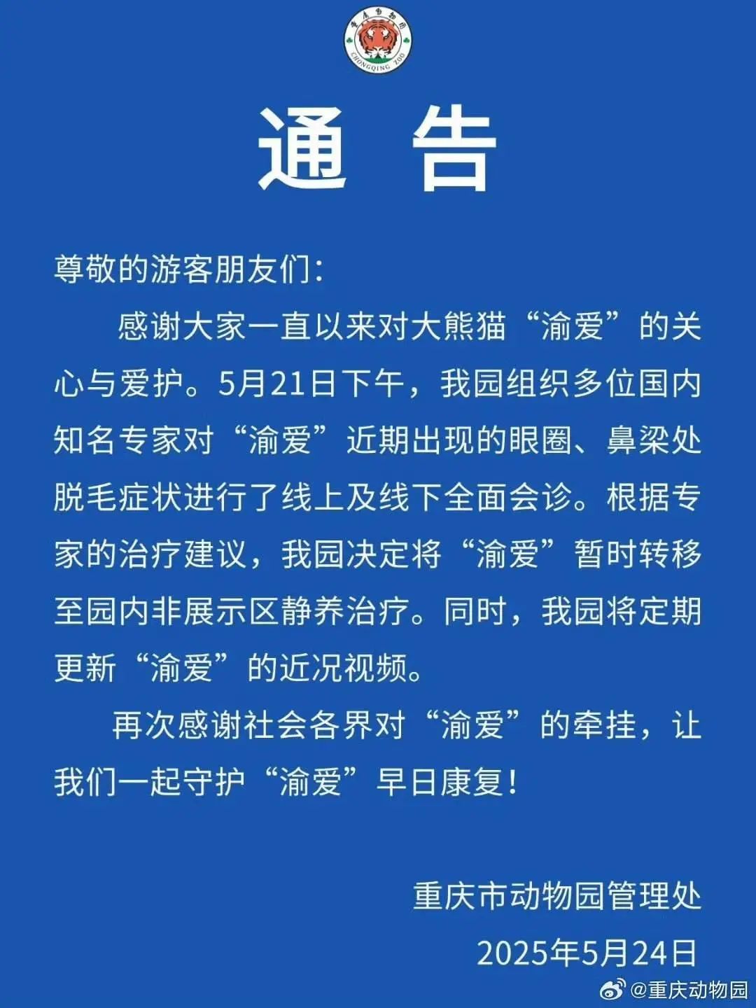 大熊猫“渝爱”反复出现脱毛，已转移至非展示区静养治疗