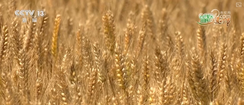 小麦几成熟收最好?科普“三夏”新知 小麦几成熟收最好?科普“三夏”新知