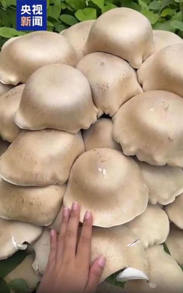 广西贺州发现数丛巨型蘑菇，大的要四个人才能抬起，医生回应：不建议食用