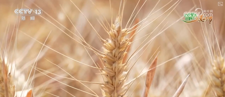 小麦几成熟收最好?科普“三夏”新知 小麦几成熟收最好?科普“三夏”新知