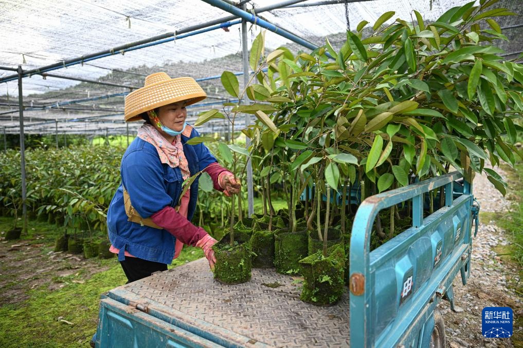 海南保亭榴莲种植产业蓬勃发展