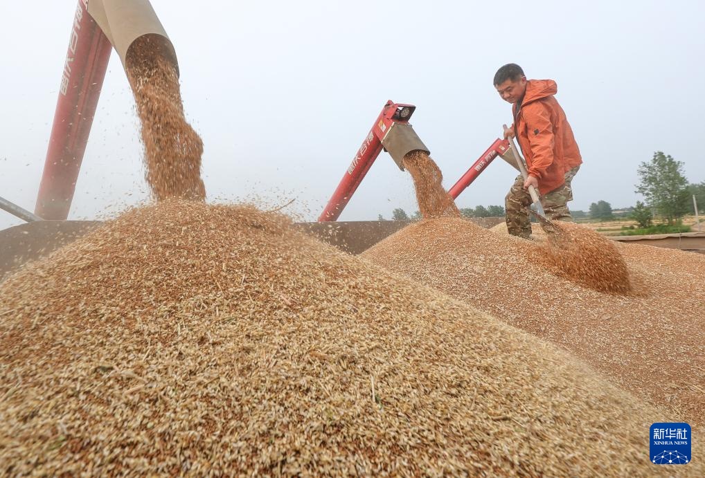 江苏盱眙:种粮大户喜获丰收 江苏盱眙:种粮大户喜获丰收