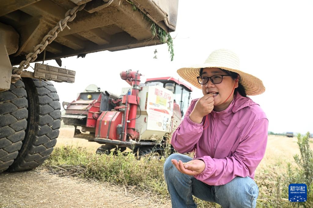 江苏盱眙:种粮大户喜获丰收 江苏盱眙:种粮大户喜获丰收