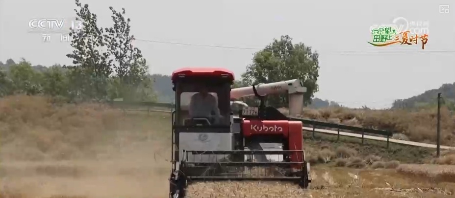 小麦几成熟收最好?科普“三夏”新知 小麦几成熟收最好?科普“三夏”新知